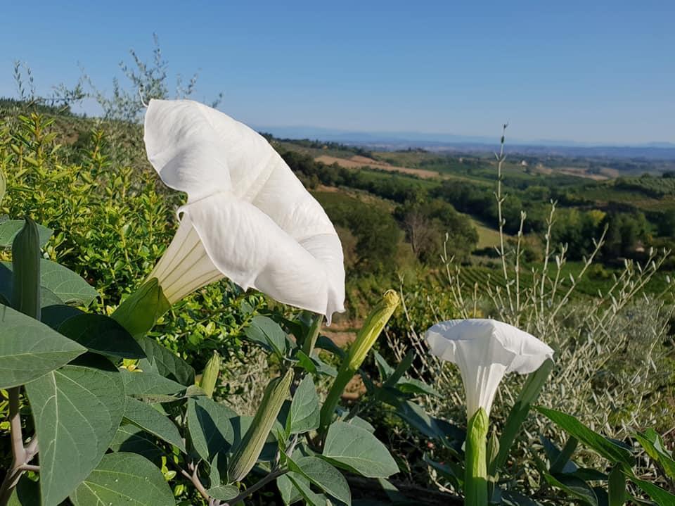 B&B I Coppi San Gimignano Exterior photo